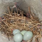 Bird nest inside the dryer vent