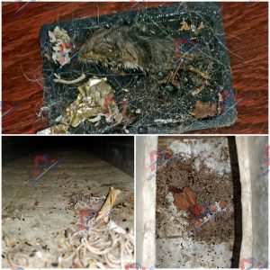 Bad odor from the vent/duct because a dead rodent in Alpharetta, GA