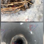 bird nest in the dryer vent